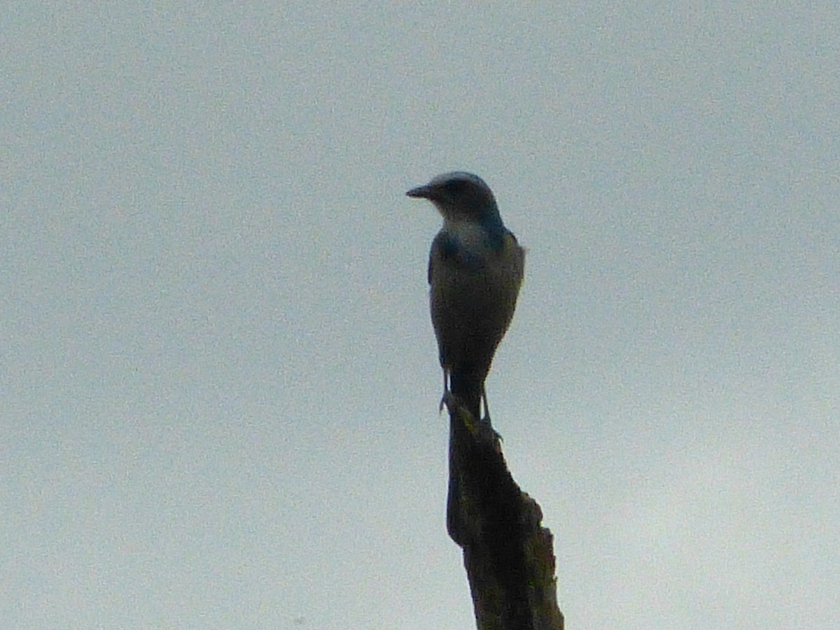 Florida Scrub-Jay - ML643783413