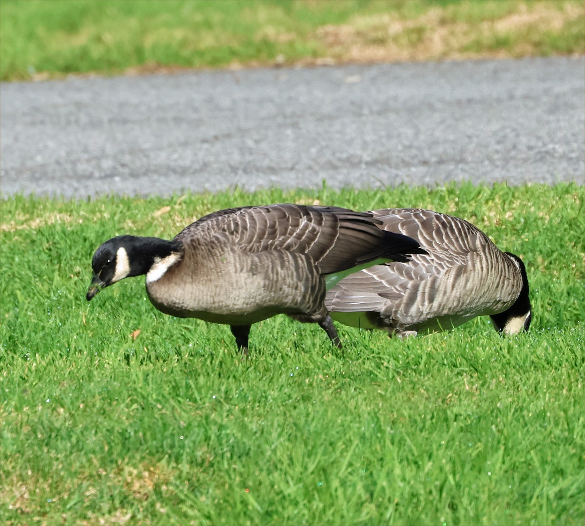 Cackling Goose (Aleutian) - ML643783414