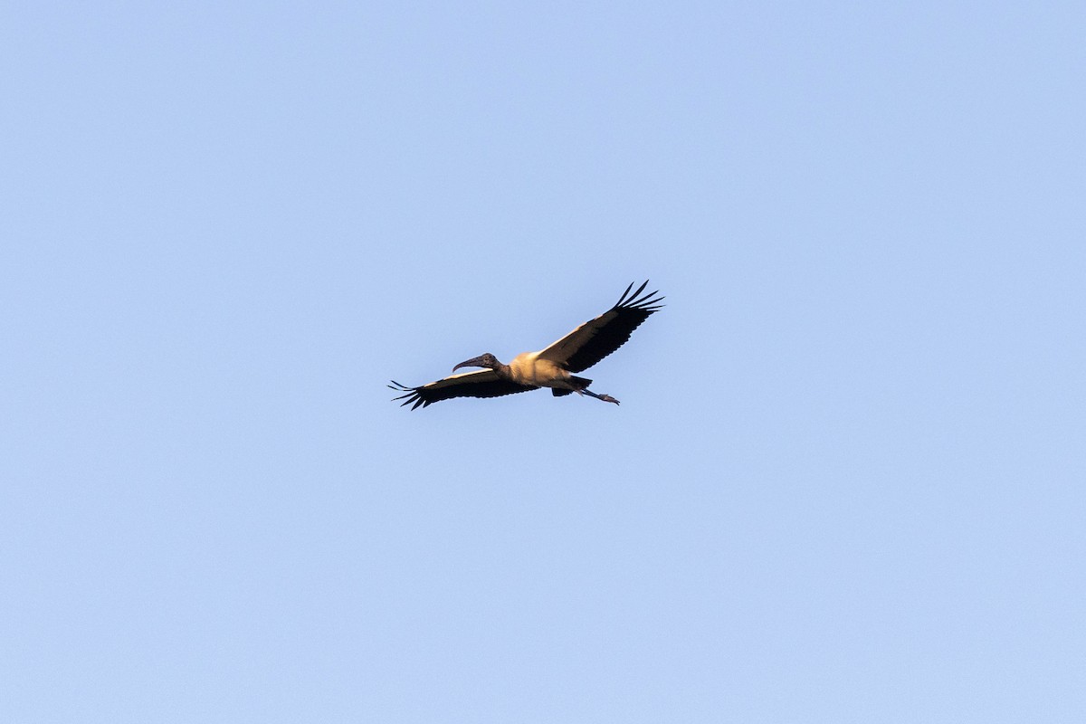 Wood Stork - ML643783422