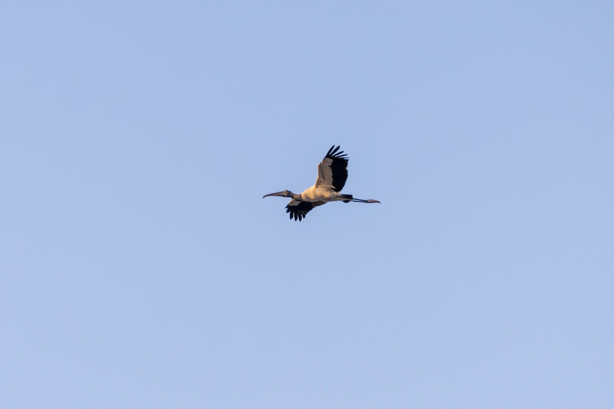 Wood Stork - ML643783423