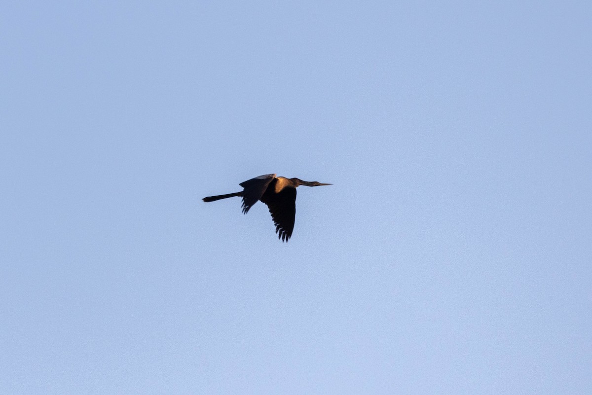 Anhinga - ML643783424