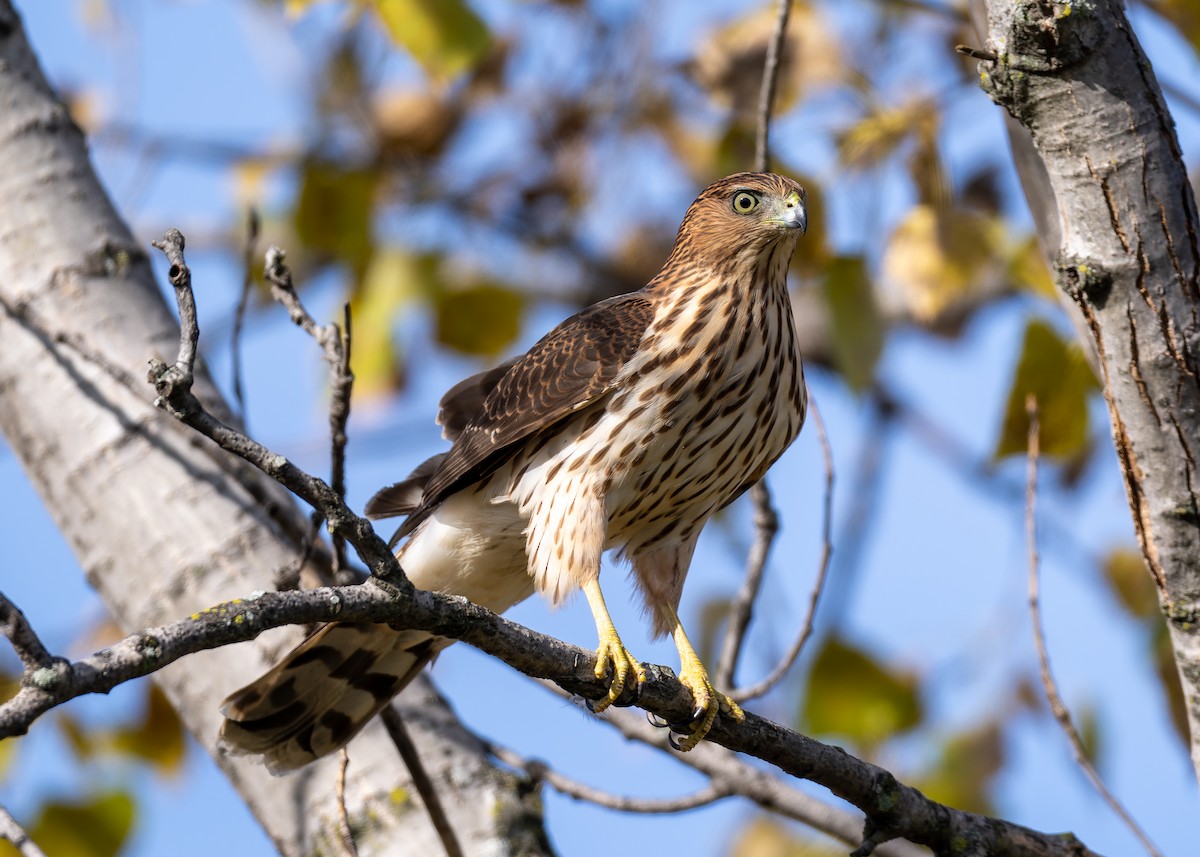 Cooper's Hawk - ML643783426