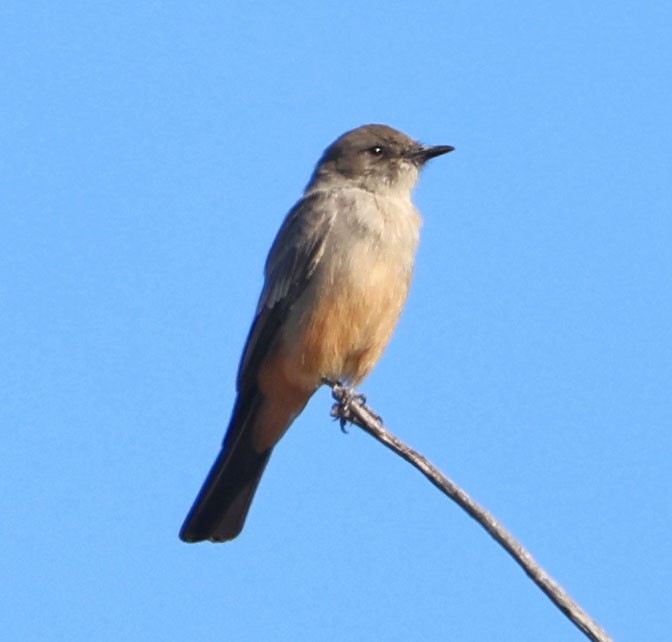 Say's Phoebe - ML643783427