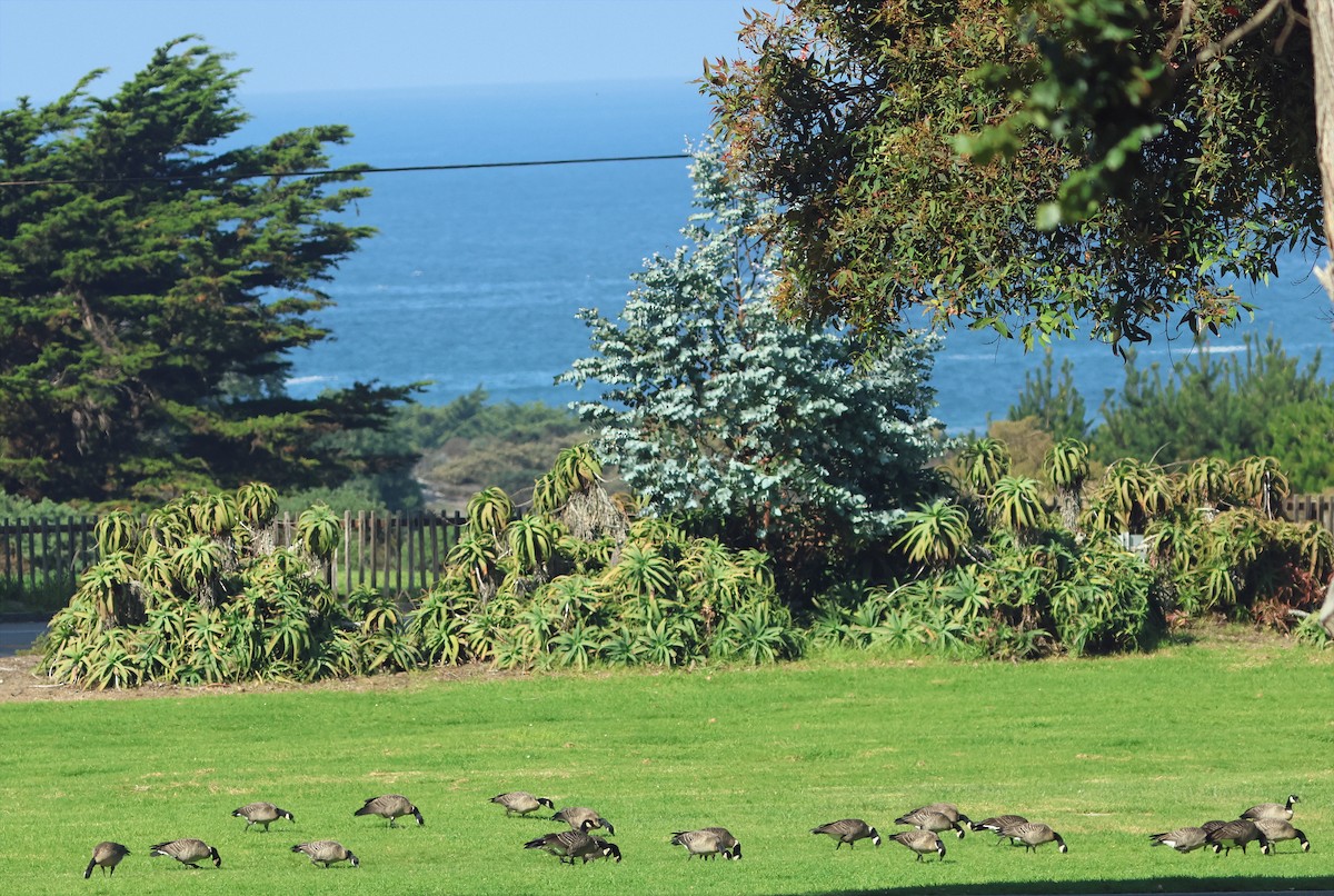 Cackling Goose (Aleutian) - ML643783428