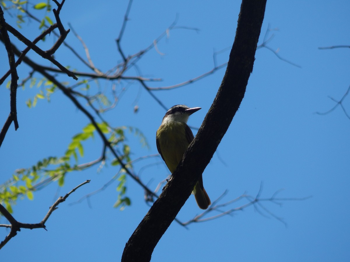 Great Kiskadee - ML643783429