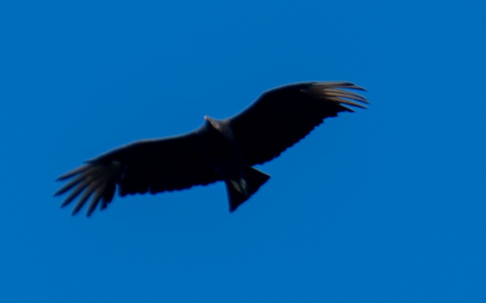 Black Vulture - ML643783432