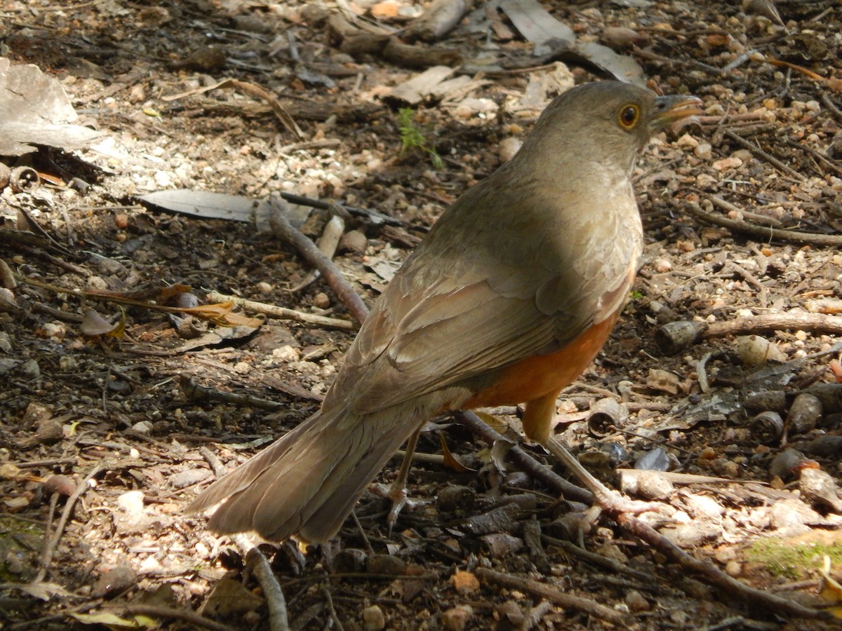 Rufous-bellied Thrush - ML643783433