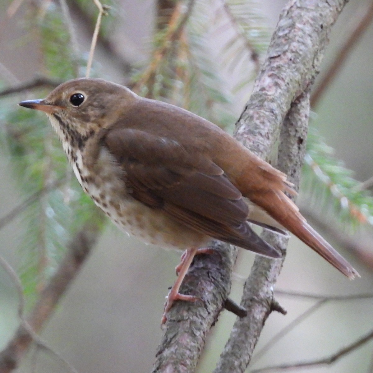 Hermit Thrush - ML643783435