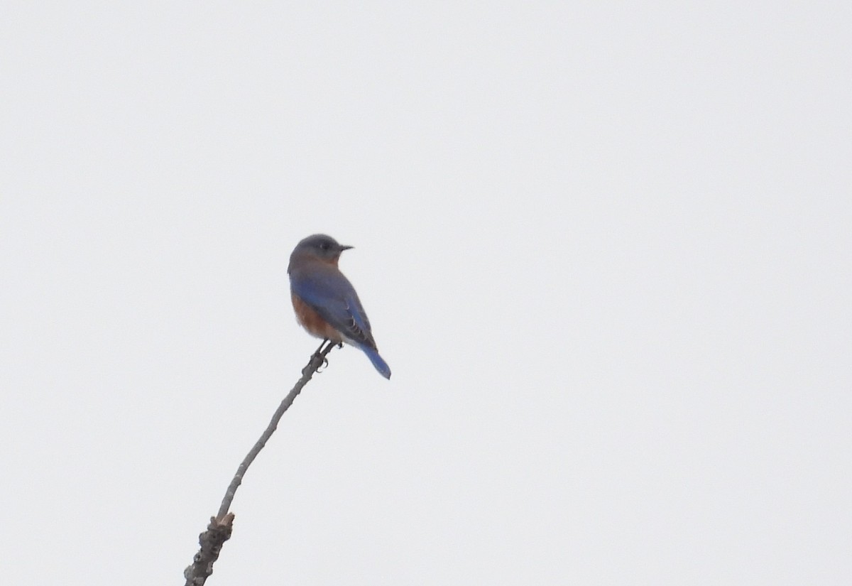 Eastern Bluebird - ML643783437