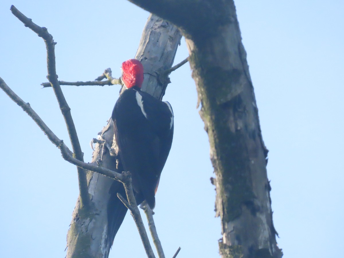 Lineated Woodpecker - ML643783441