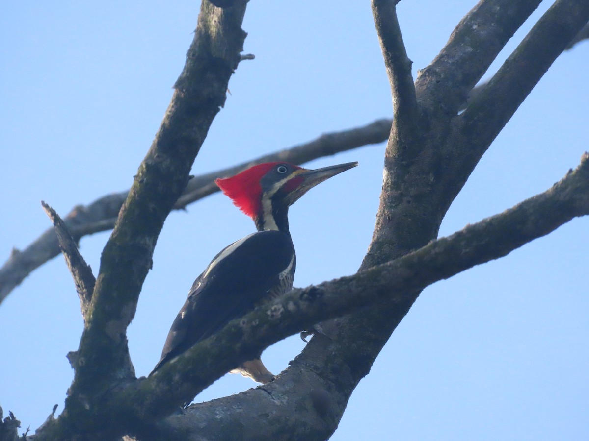 Lineated Woodpecker - ML643783442