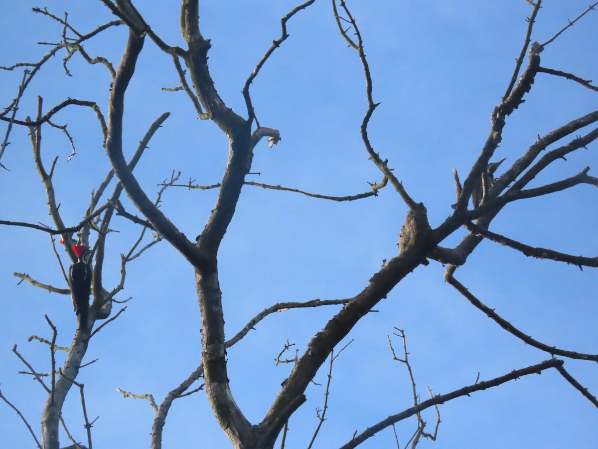Lineated Woodpecker - ML643783443