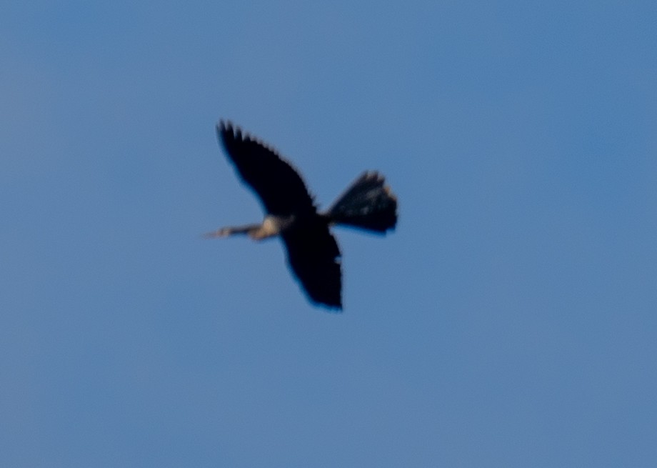 Anhinga - ML643783444