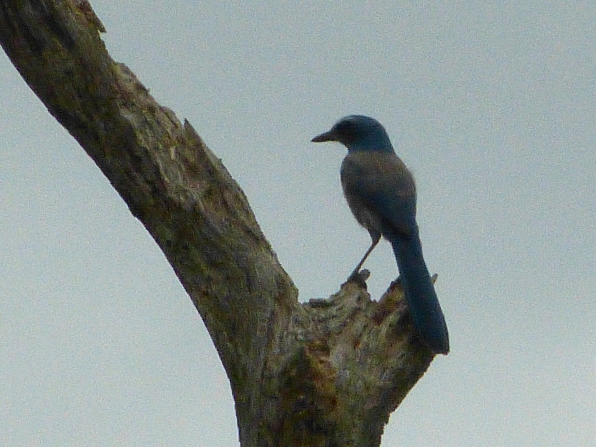 Florida Scrub-Jay - ML643783445