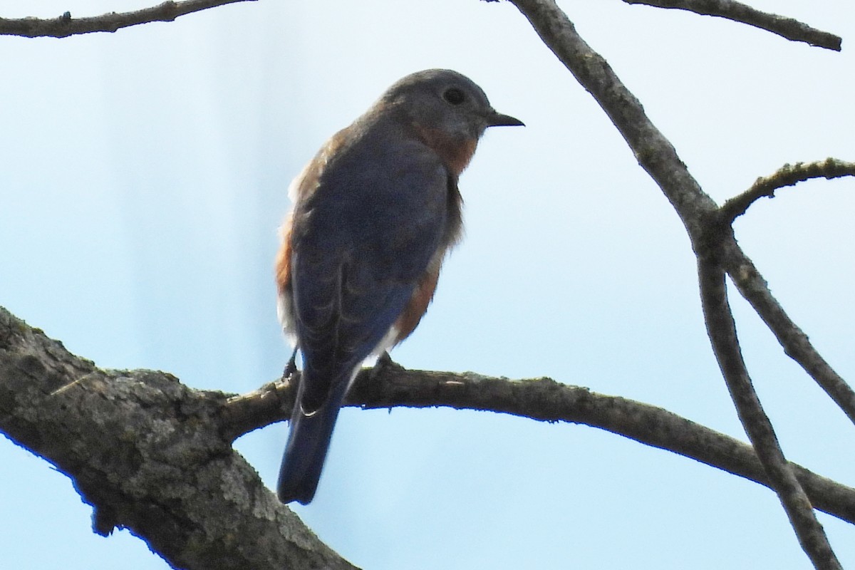 Eastern Bluebird - ML643783446