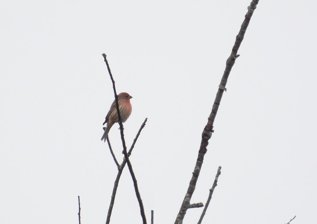 House Finch - ML643783447