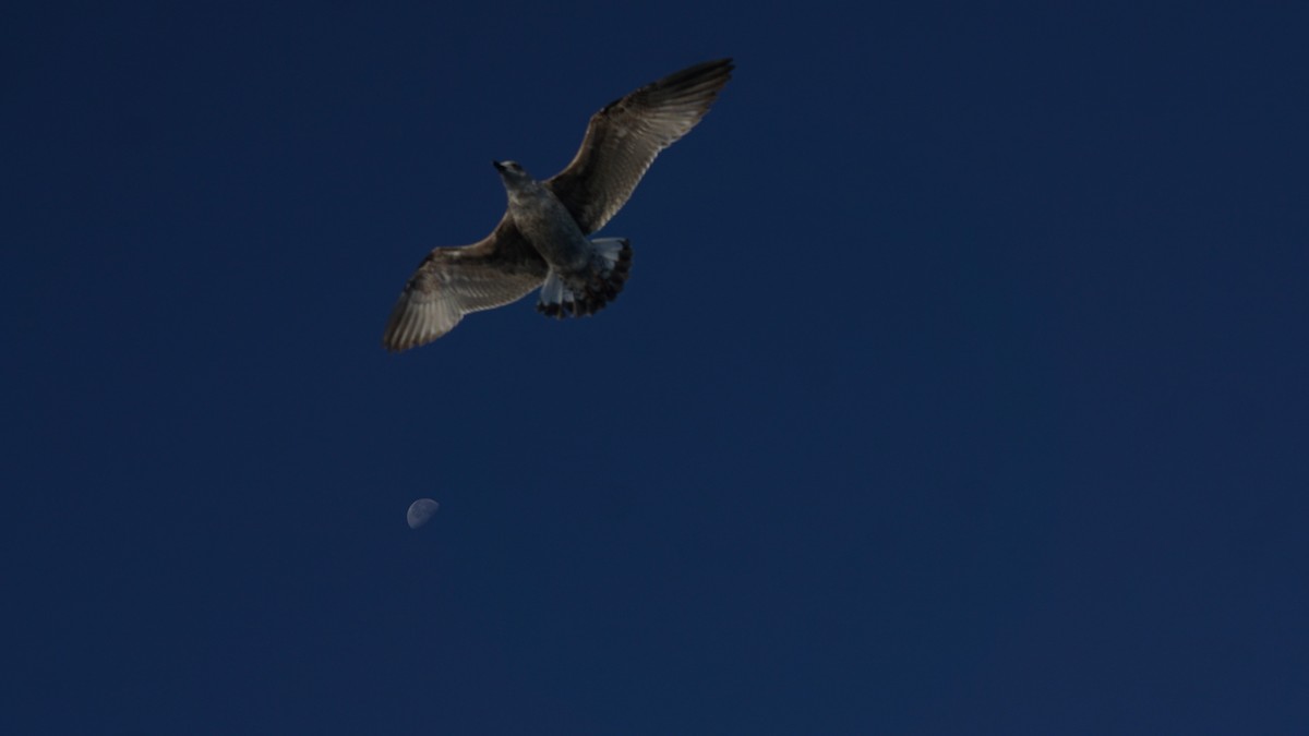 Yellow-legged Gull - ML643783449