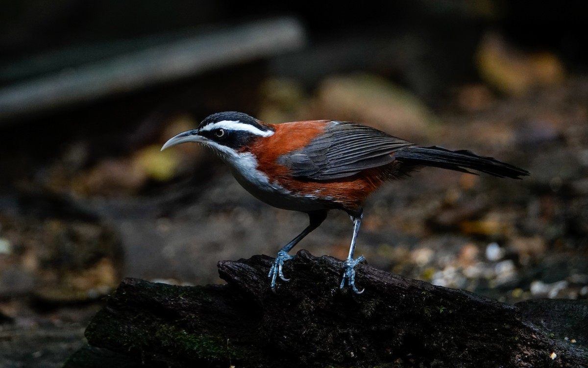 Sunda Scimitar-Babbler - ML643783450