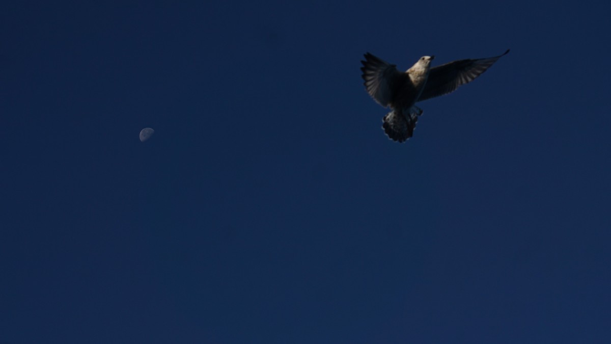 Yellow-legged Gull - ML643783451