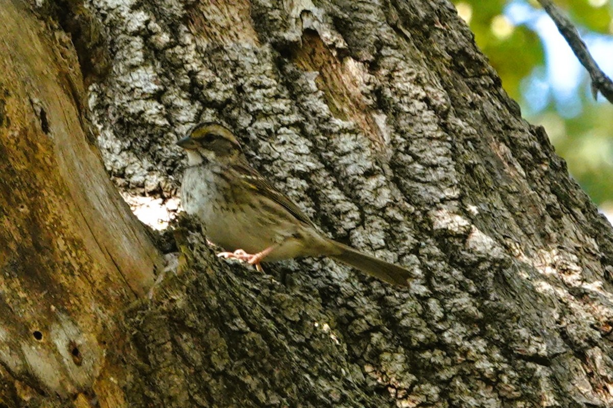 White-throated Sparrow - ML643783452