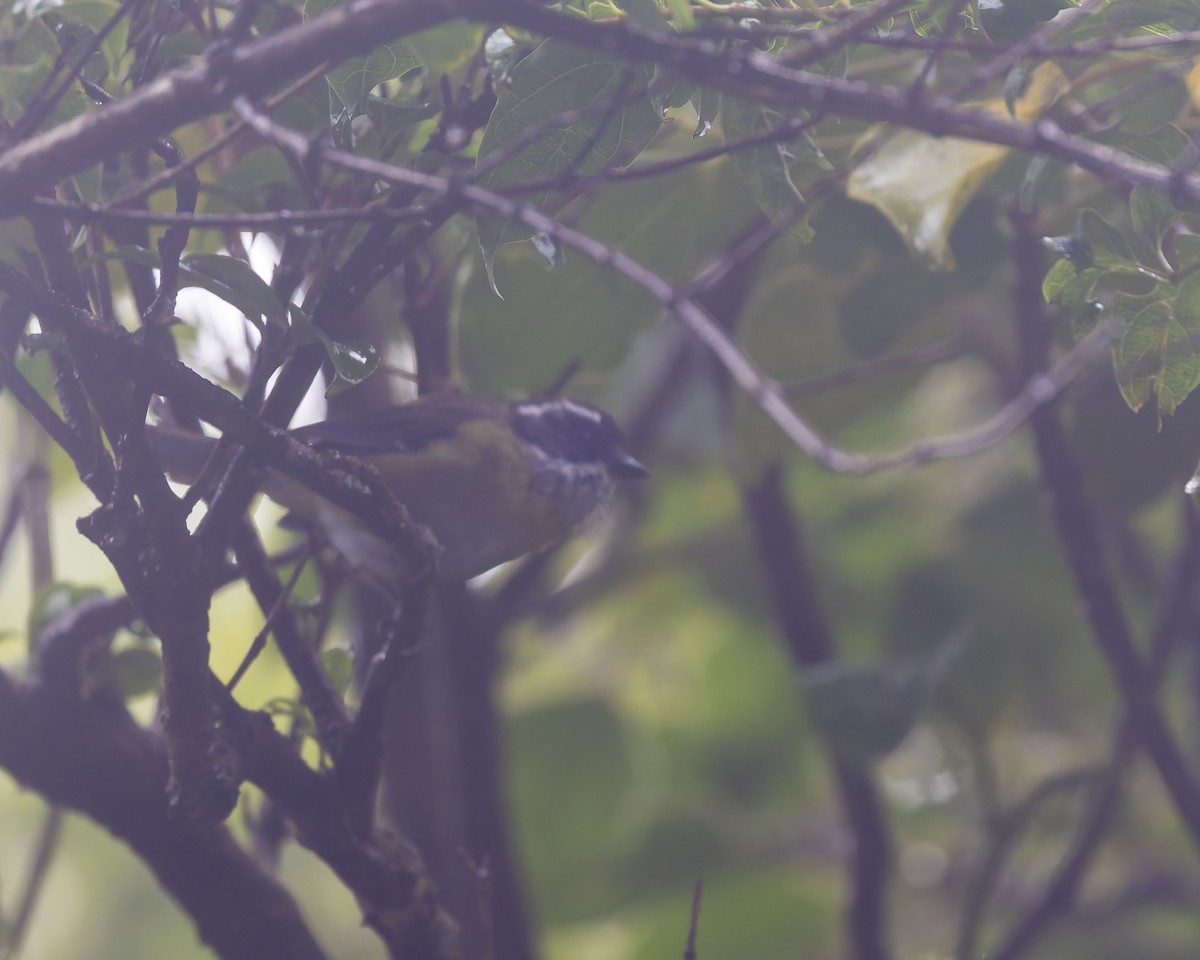 Sooty-capped Chlorospingus - ML643783453