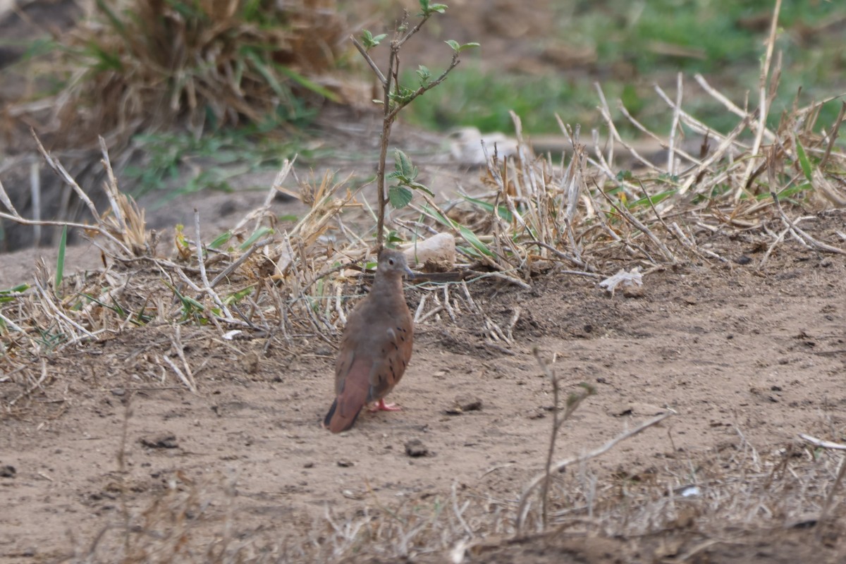 Ruddy Ground Dove - ML643783454