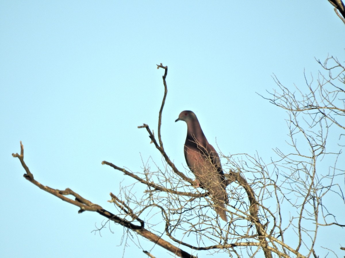 Pale-vented Pigeon - ML643783456