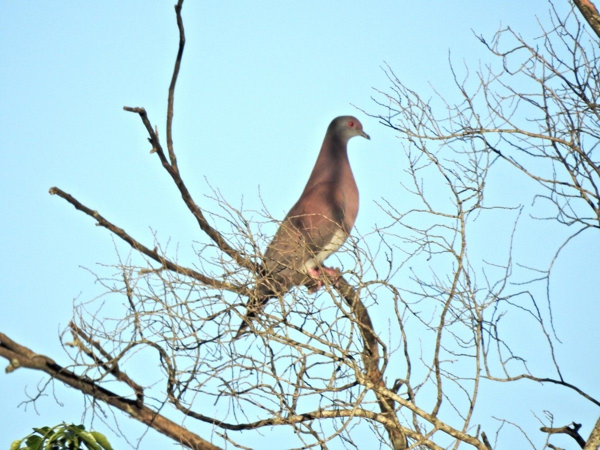 Pale-vented Pigeon - ML643783457