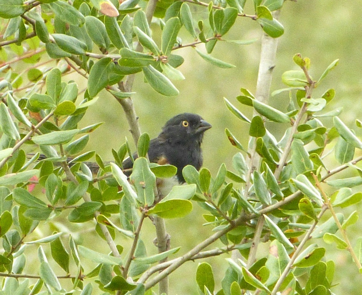 Eastern Towhee - ML643783458