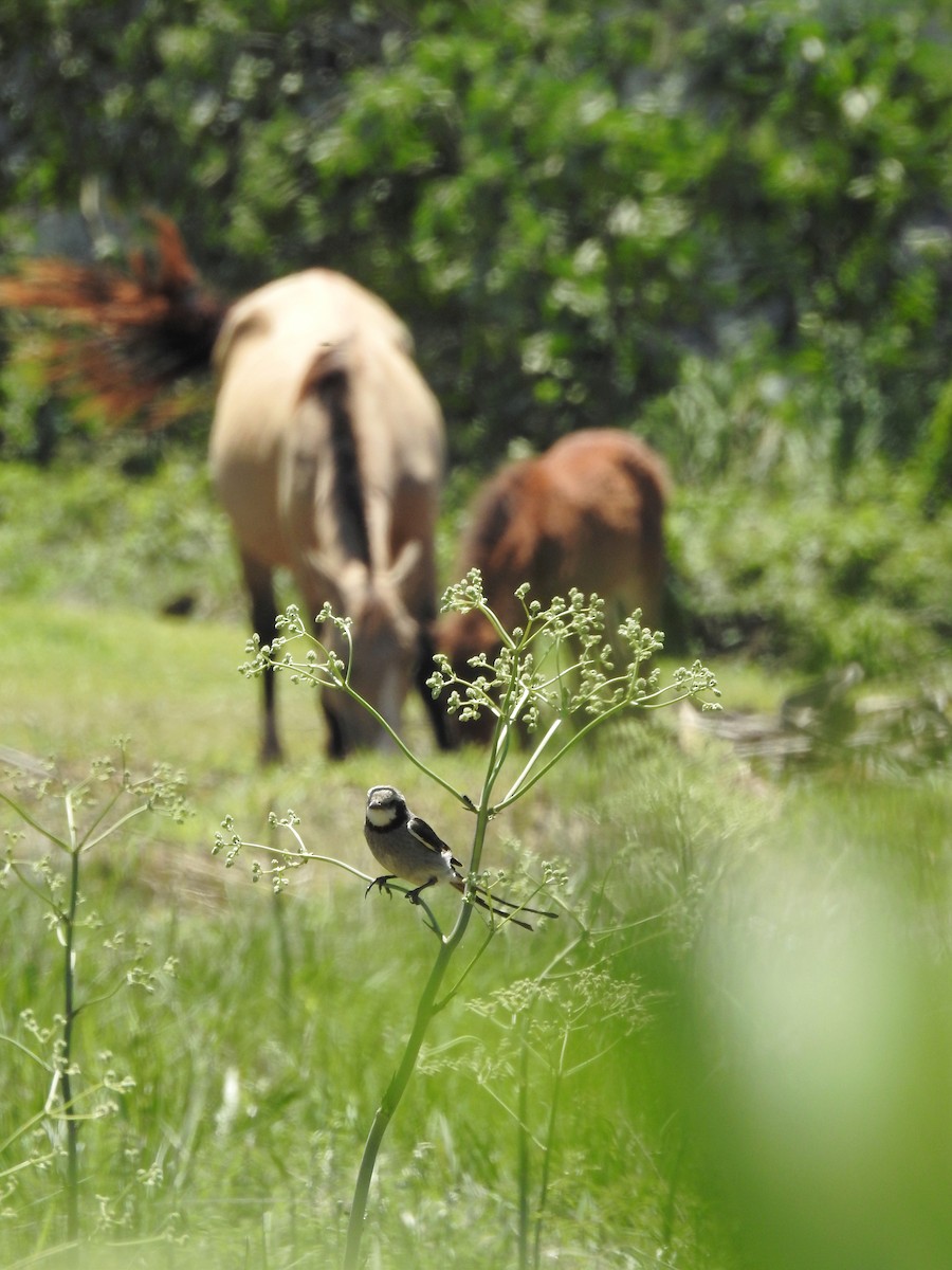 Streamer-tailed Tyrant - ML643783464