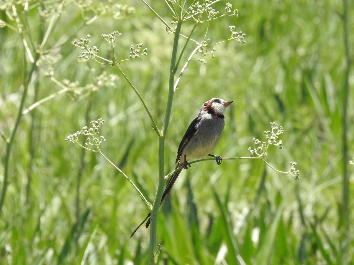 Streamer-tailed Tyrant - ML643783465