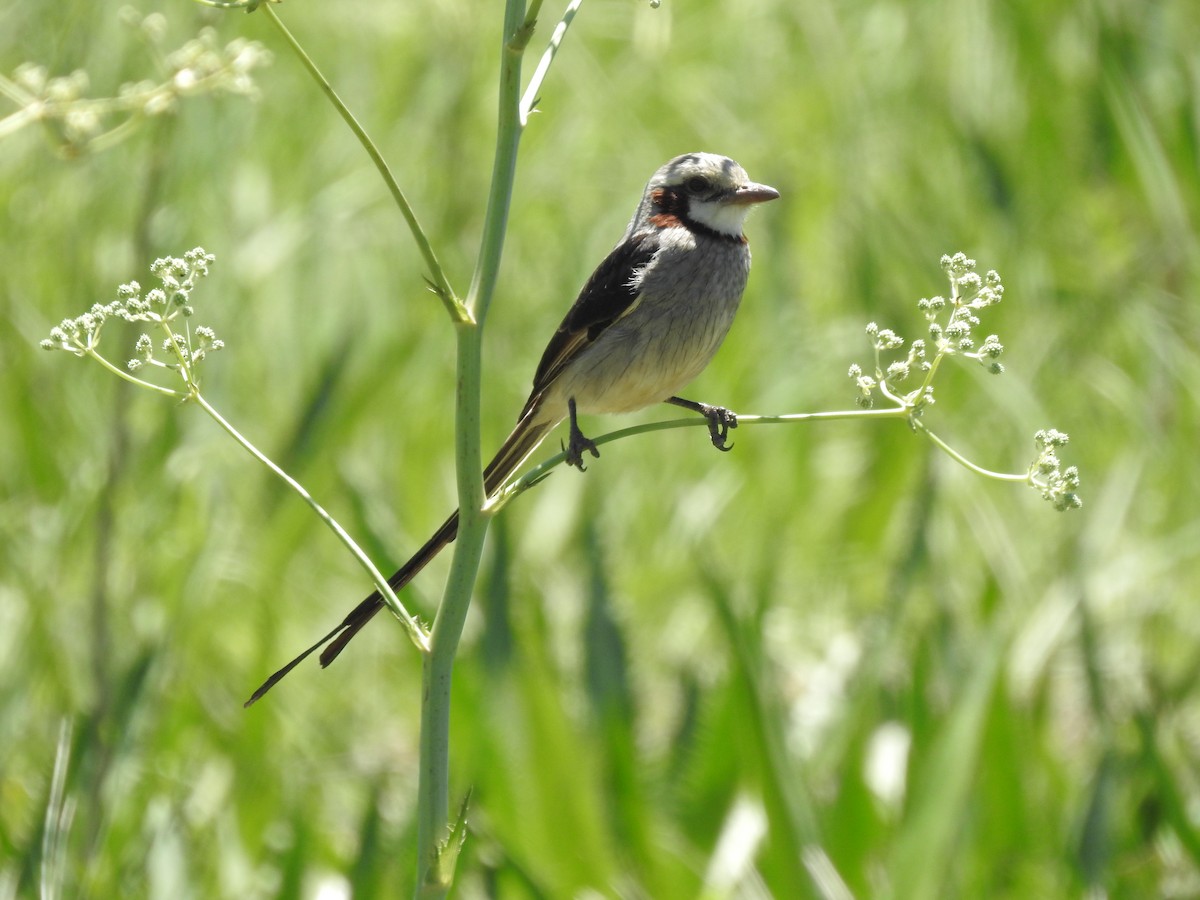 Streamer-tailed Tyrant - ML643783466