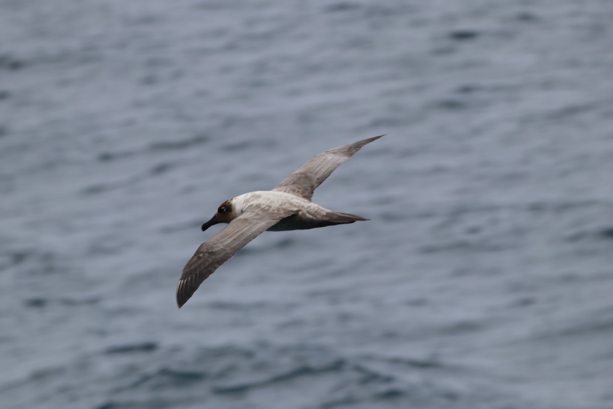 Albatros fuligineux - ML643783474