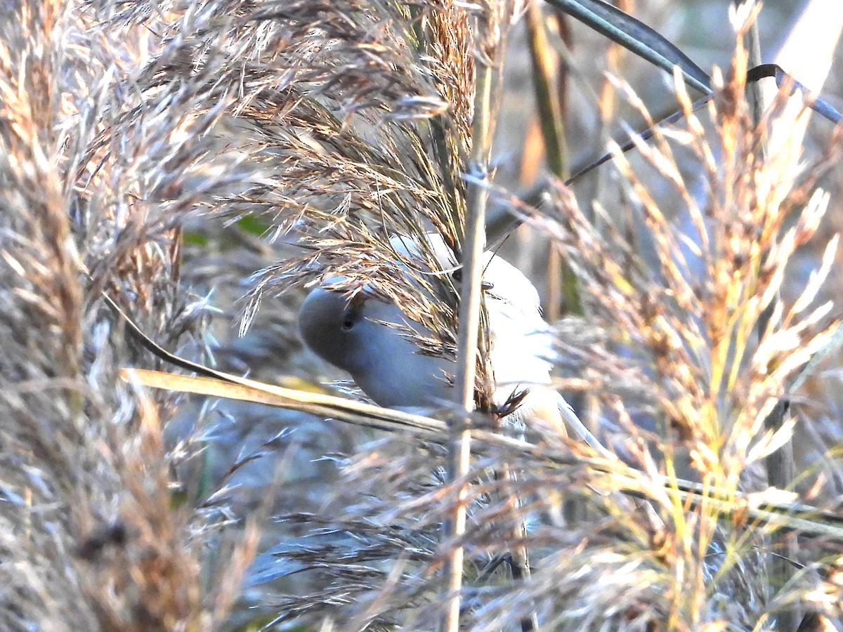 Bearded Reedling - ML643783482
