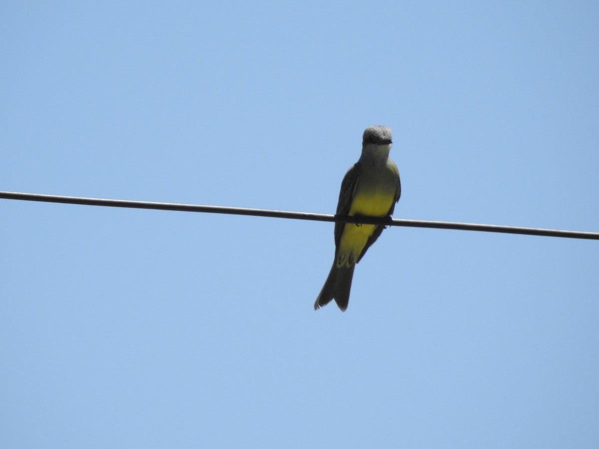 Tropical Kingbird - ML643783483