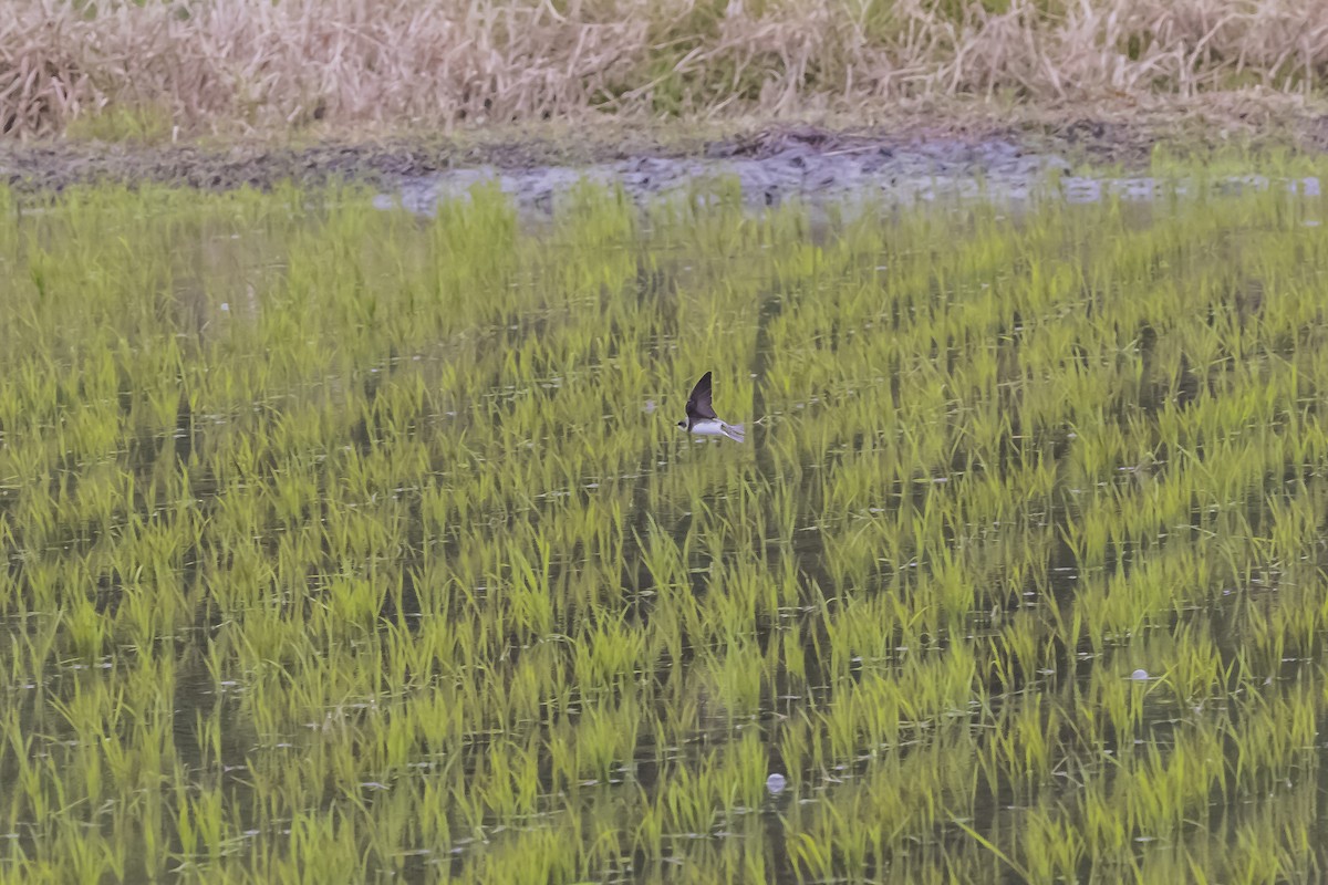 灰沙燕 - ML643783488