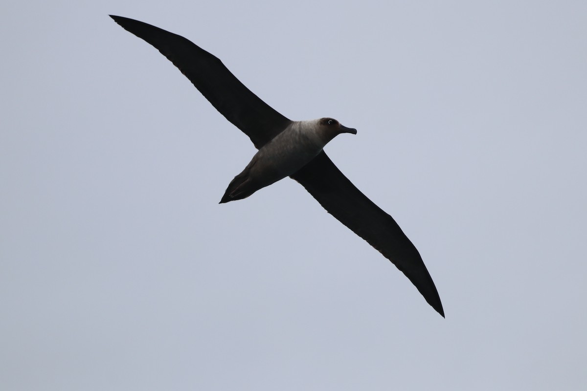 Albatros fuligineux - ML643783491