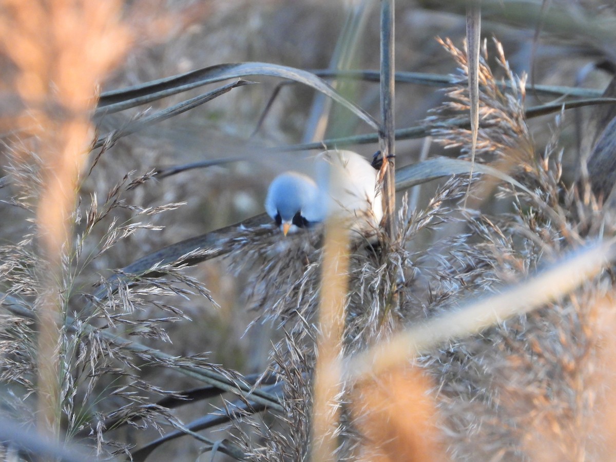 Bearded Reedling - ML643783493