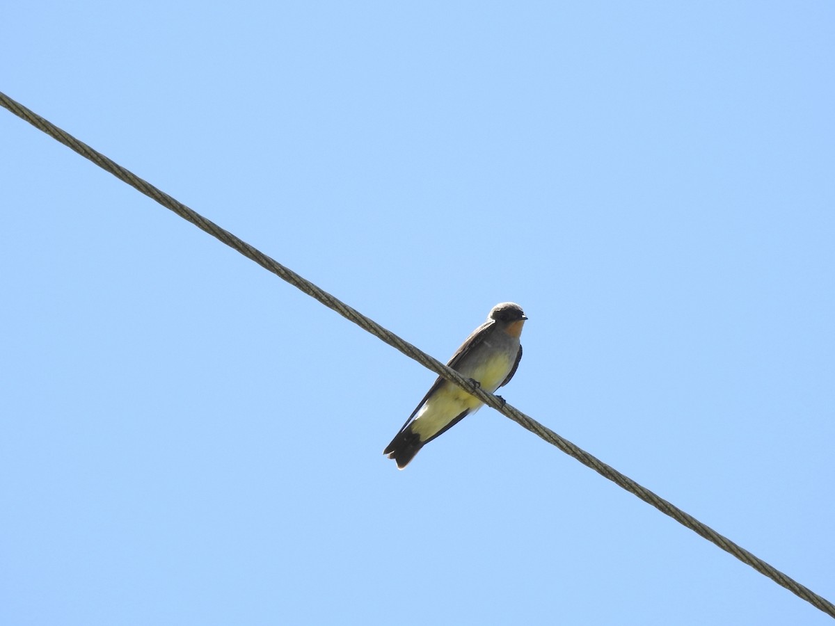 Southern Rough-winged Swallow - ML643783494
