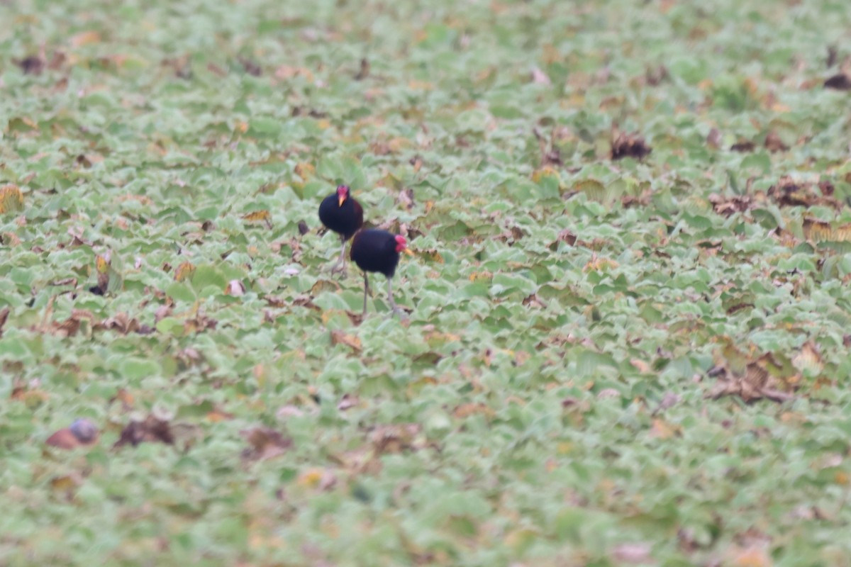 Wattled Jacana - ML643783498