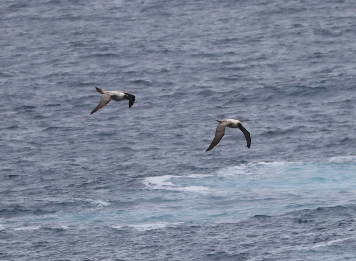 Albatros fuligineux - ML643783503