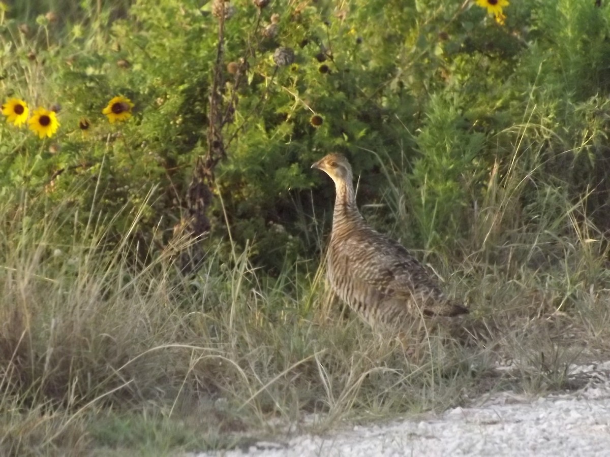 Greater Prairie-Chicken (Attwater's) - ML64378351