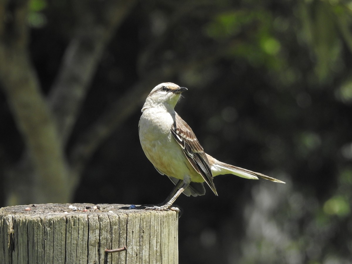 Chalk-browed Mockingbird - ML643783511