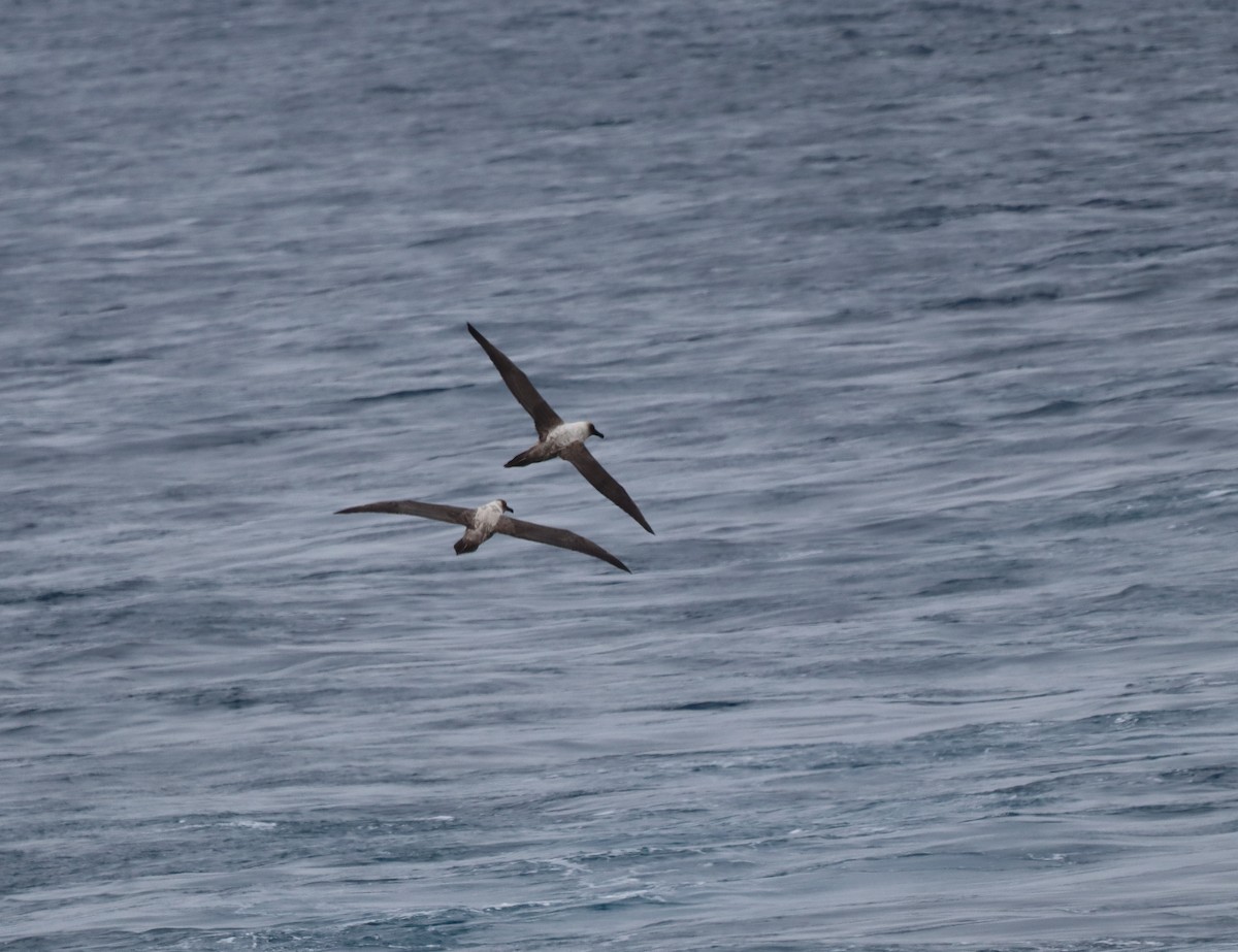 Albatros fuligineux - ML643783517