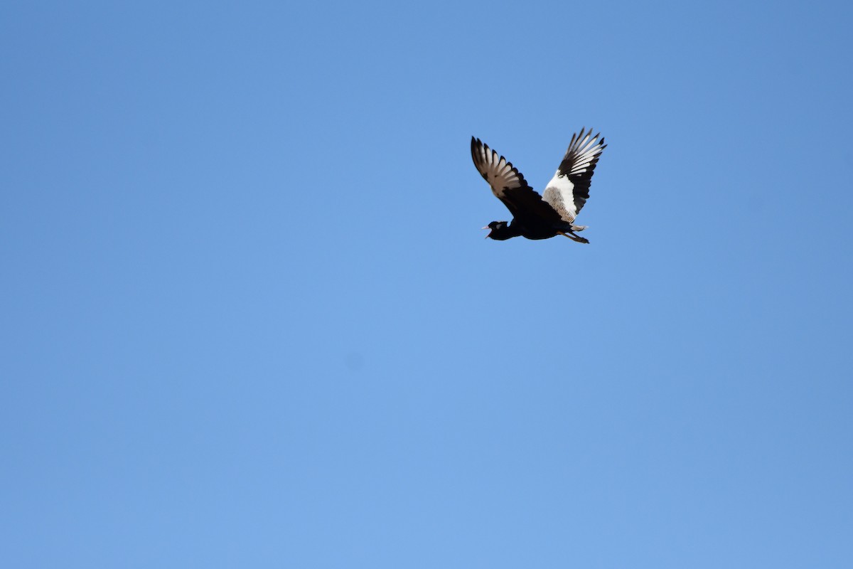 White-quilled Bustard - ML643783518