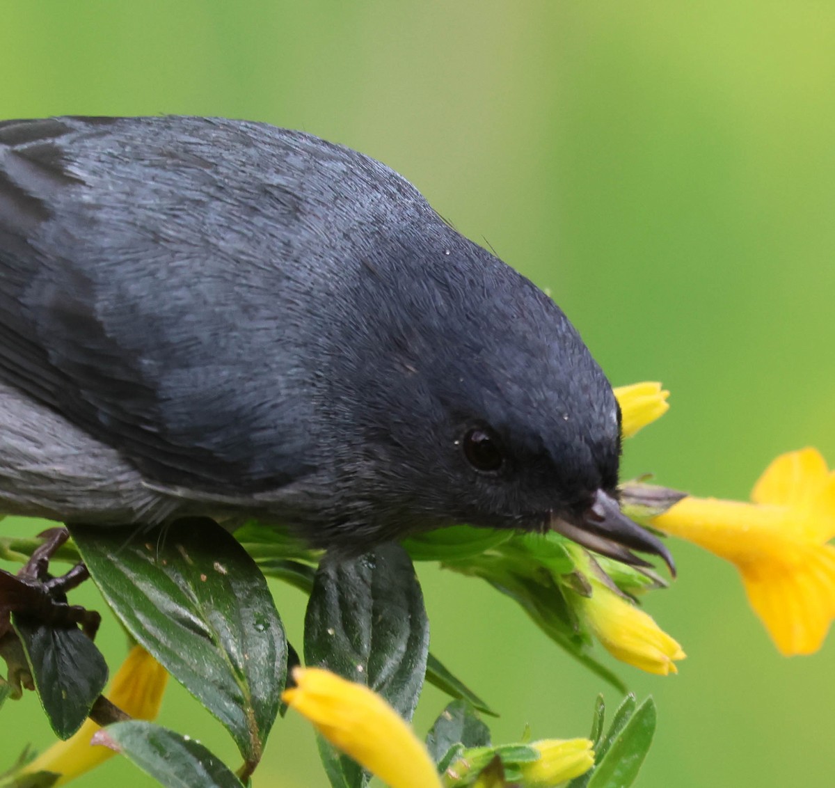 Slaty Flowerpiercer - ML643783522