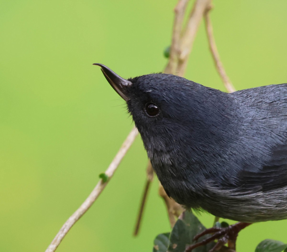 Slaty Flowerpiercer - ML643783523
