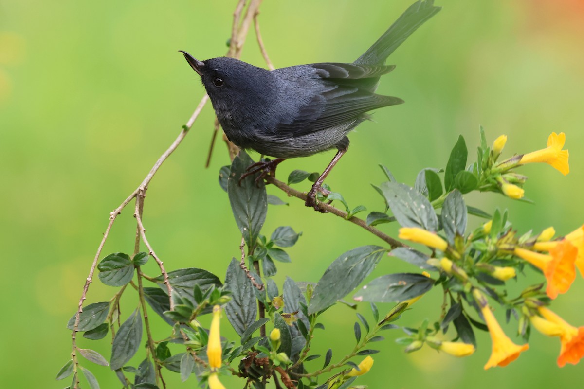 Slaty Flowerpiercer - ML643783524