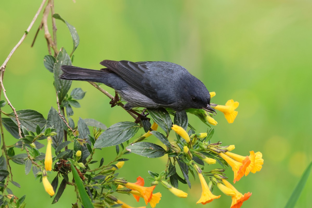Slaty Flowerpiercer - ML643783525
