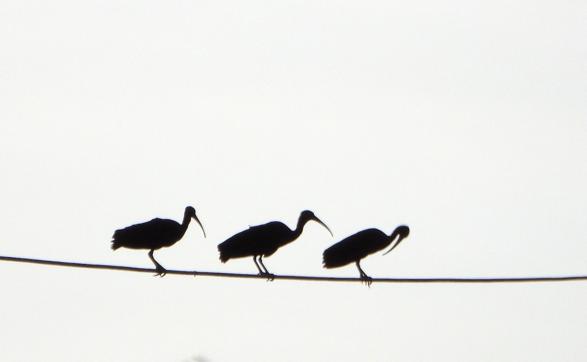 Ibis Afeitado - ML643783531